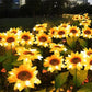 🌻50% RABATT! ☀️ Vattentäta solcellslampor – Realistiska kronblad, IP65 väderbeständiga och automatiskt lysande i 8–12 timmar ☀️🌻