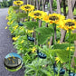 🌻50% RABATT! ☀️ Vattentäta solcellslampor – Realistiska kronblad, IP65 väderbeständiga och automatiskt lysande i 8–12 timmar ☀️🌻