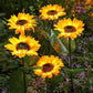 🌻50% RABATT! ☀️ Vattentäta solcellslampor – Realistiska kronblad, IP65 väderbeständiga och automatiskt lysande i 8–12 timmar ☀️🌻